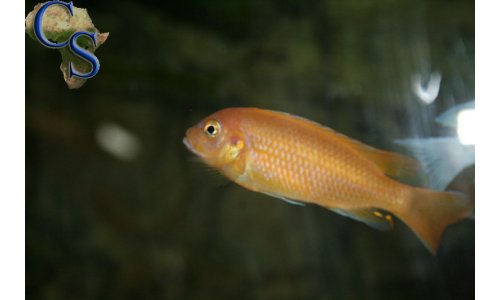 Pseudotropheus msobo magunga